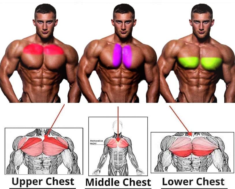 Pectoral Muscle Exercises
