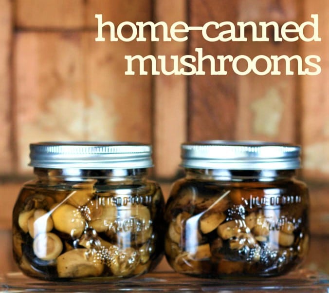 Canned or dried mushrooms
