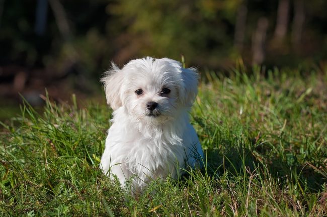 Maltese Separation Anxiety